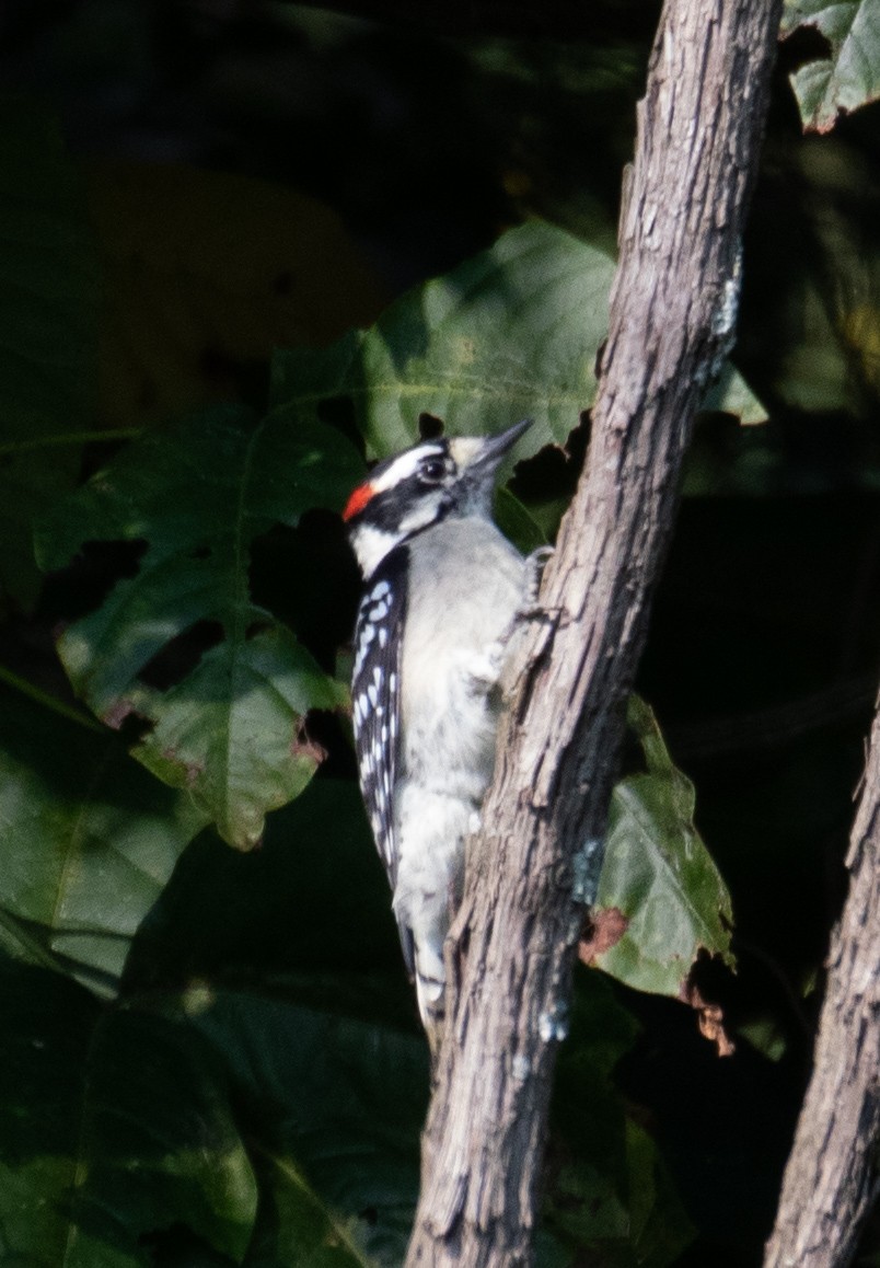 Downy Woodpecker (Eastern) - ML368855461