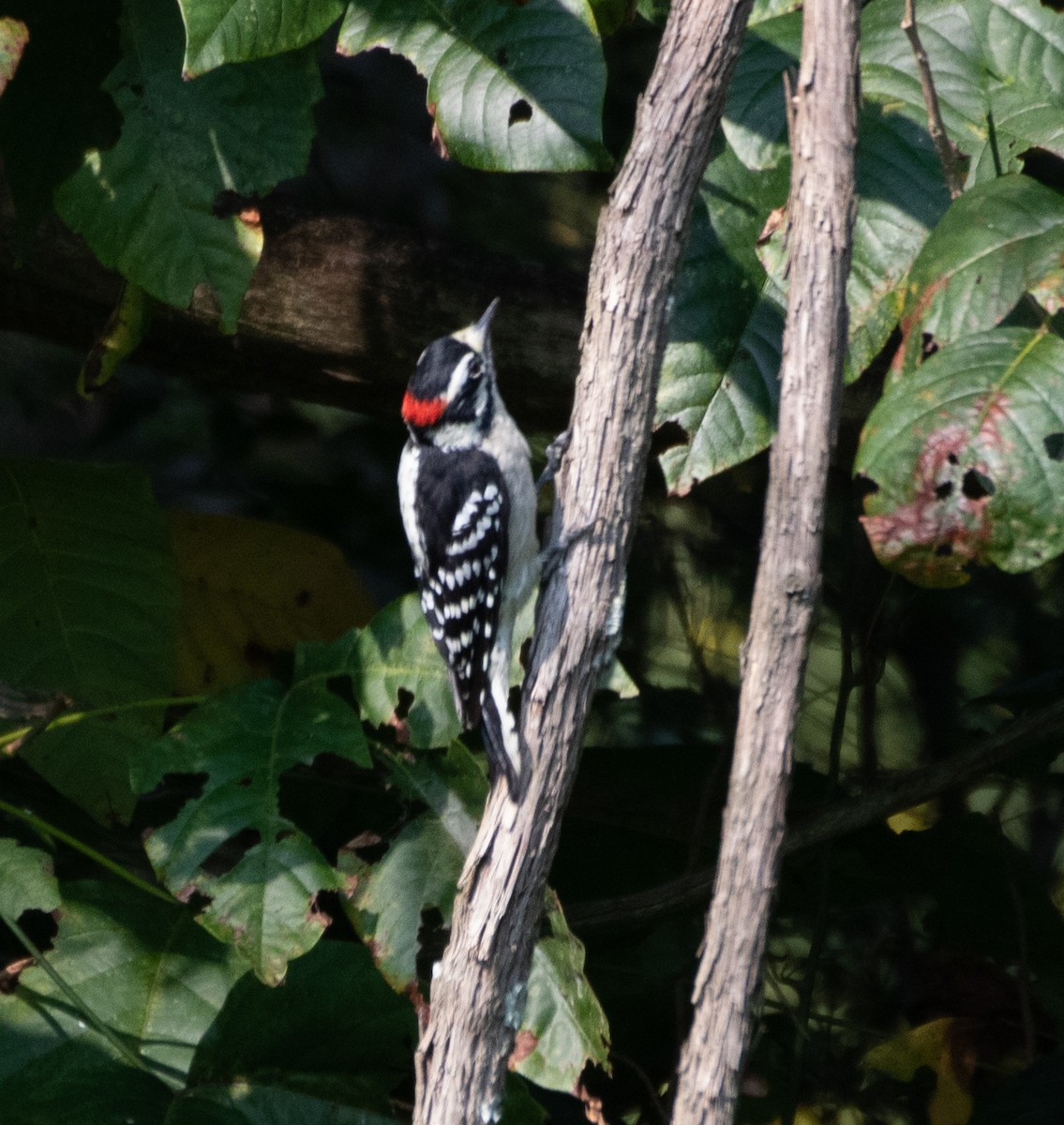 Downy Woodpecker (Eastern) - ML368855571