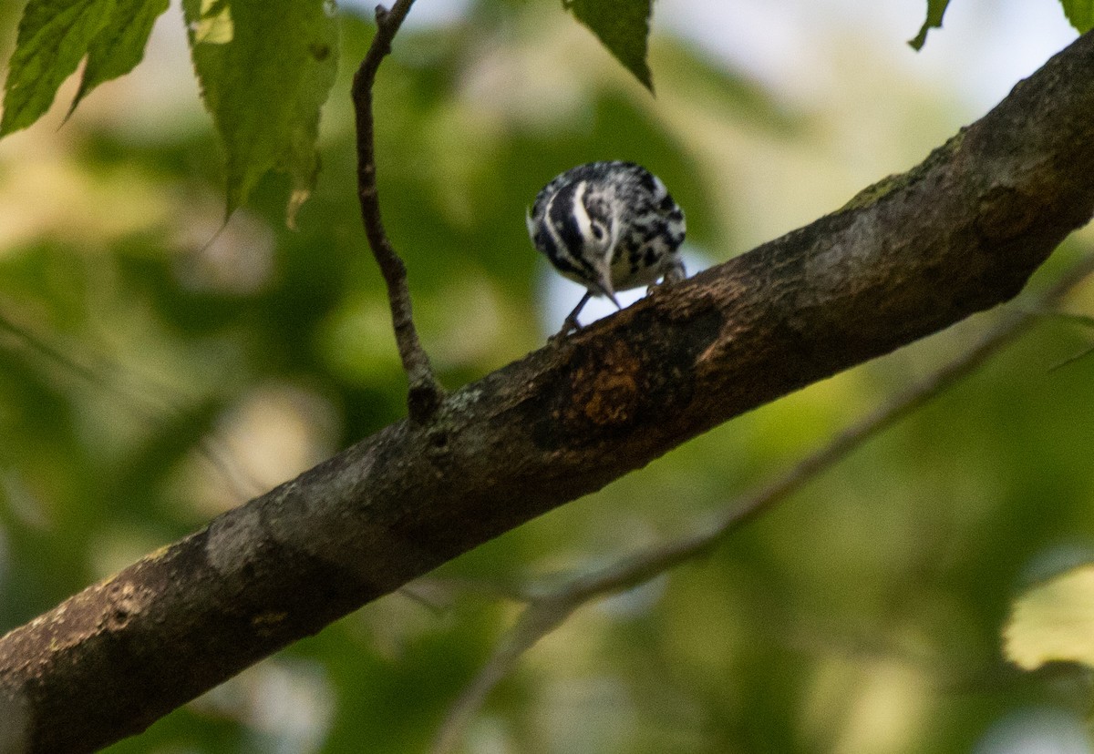 Black-and-white Warbler - ML368855991
