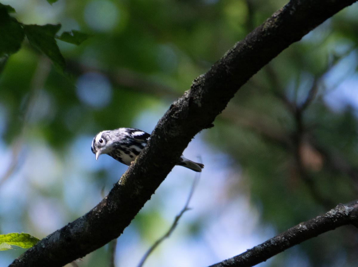 Black-and-white Warbler - ML368856001