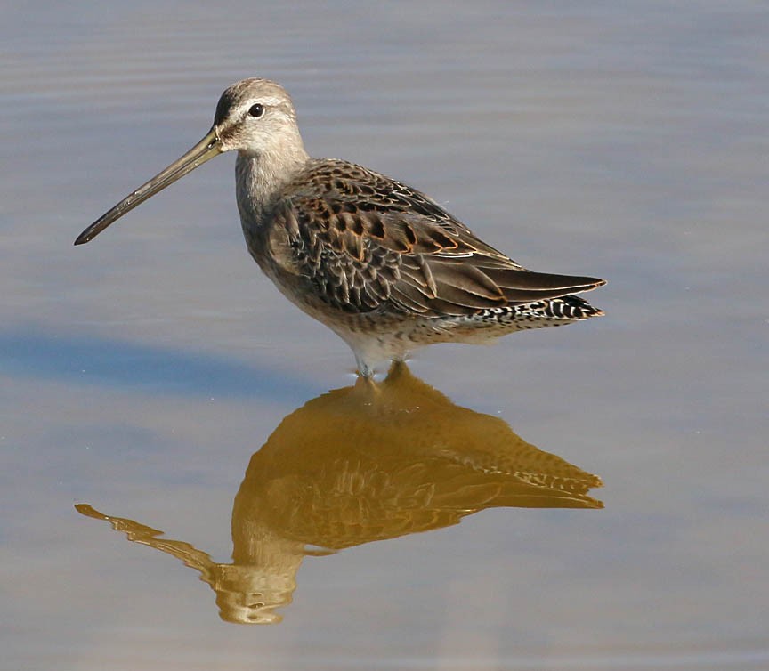 Long-billed Dowitcher - ML36885831