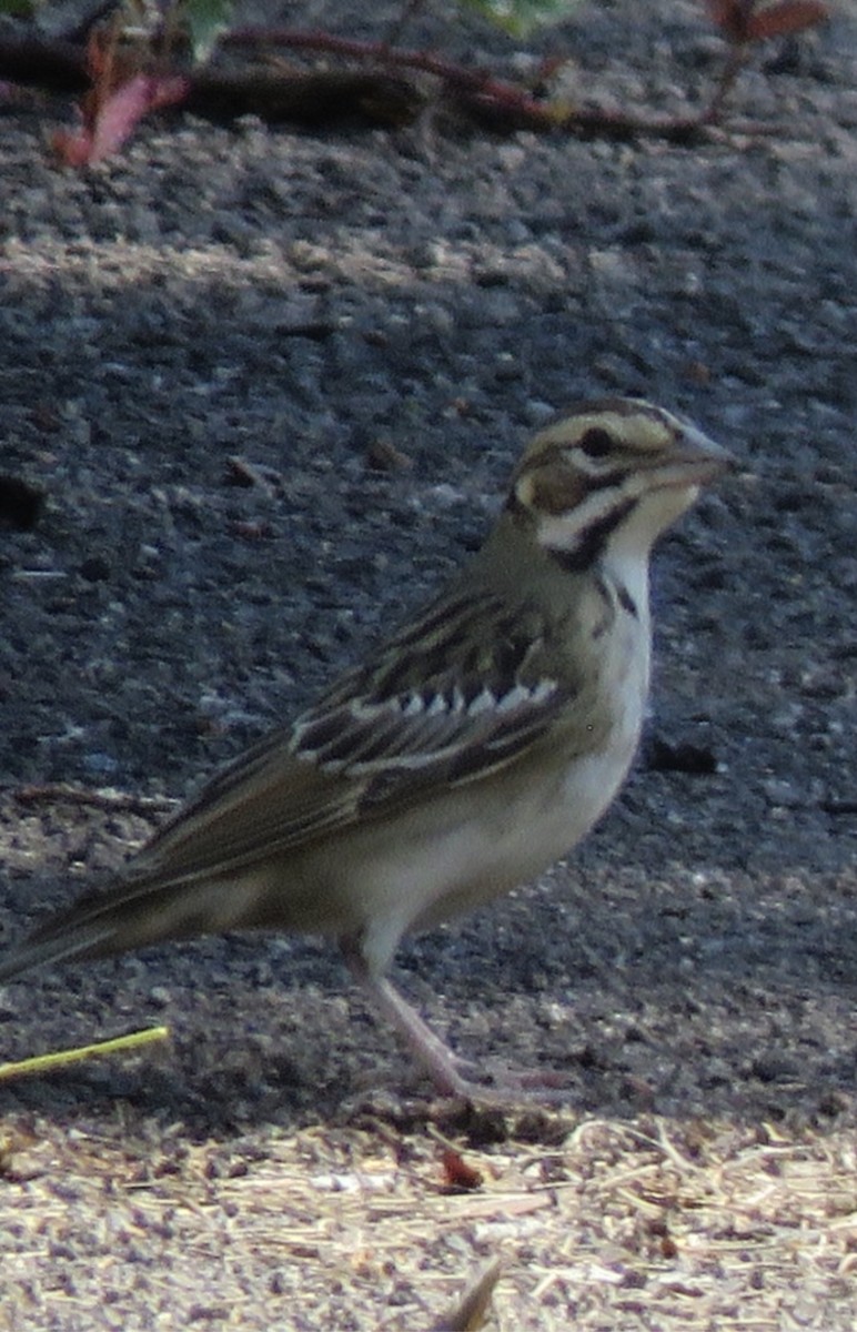 Lark Sparrow - nicole-marie  pettinelli