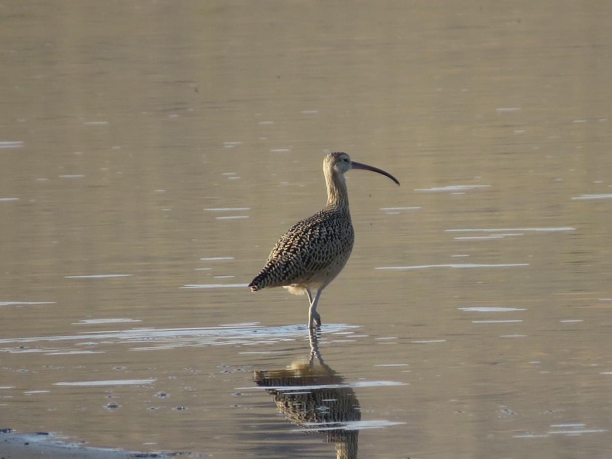 Long-billed Curlew - ML368868331