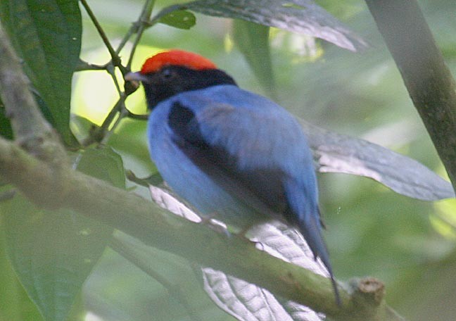Swallow-tailed Manakin - ML36887011