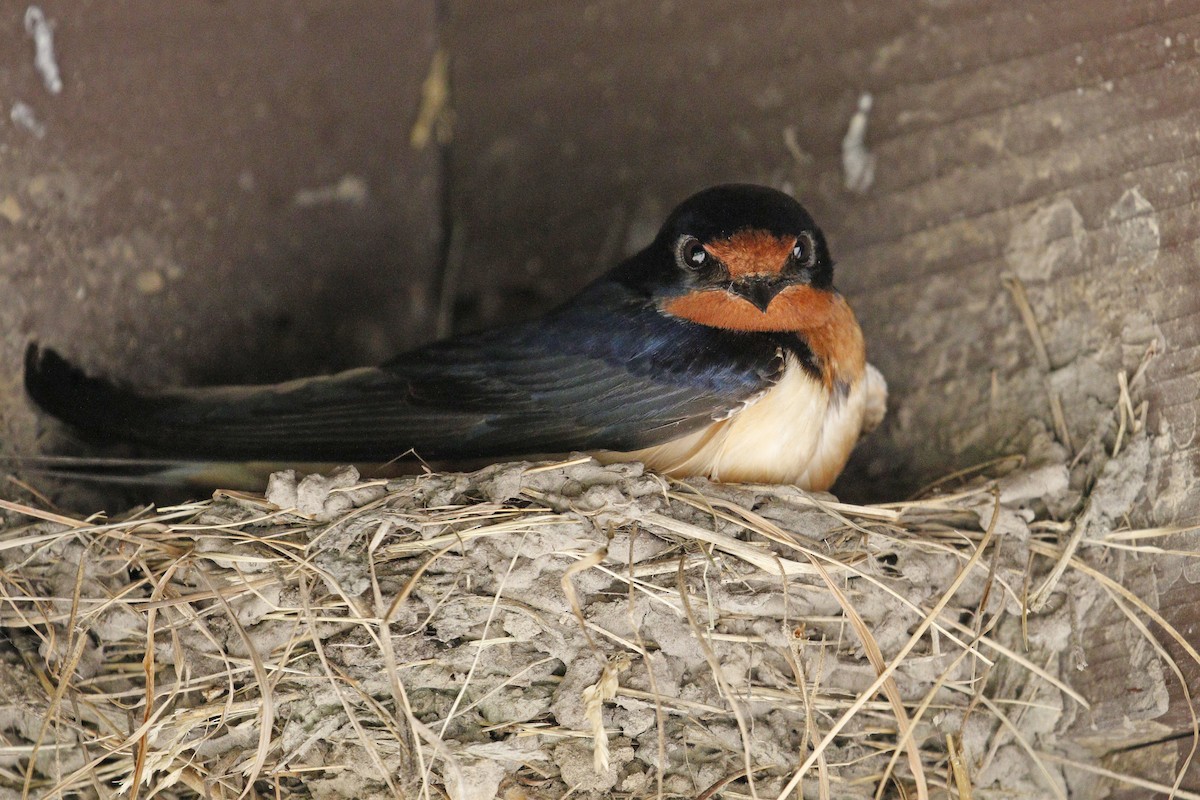 Barn Swallow - Donna Pomeroy