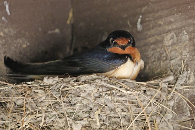 Barn Swallow on nest. - Barn Swallow - 