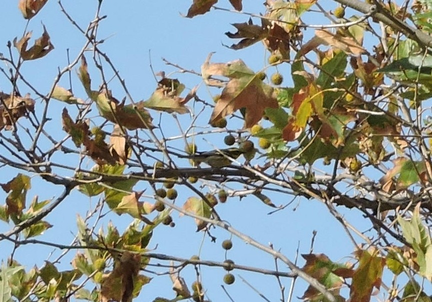 Black-throated Gray Warbler - Greg Cross