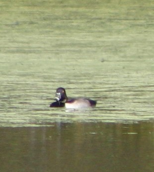 Ring-necked Duck - ML36887481