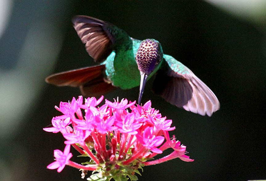 Violet-capped Hummingbird - ML36887791