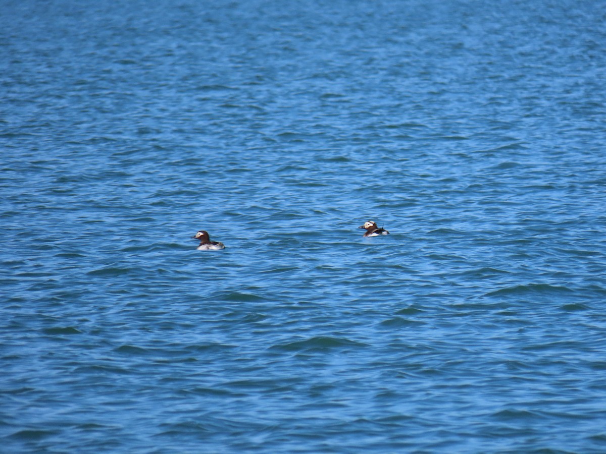 Long-tailed Duck - ML368882051