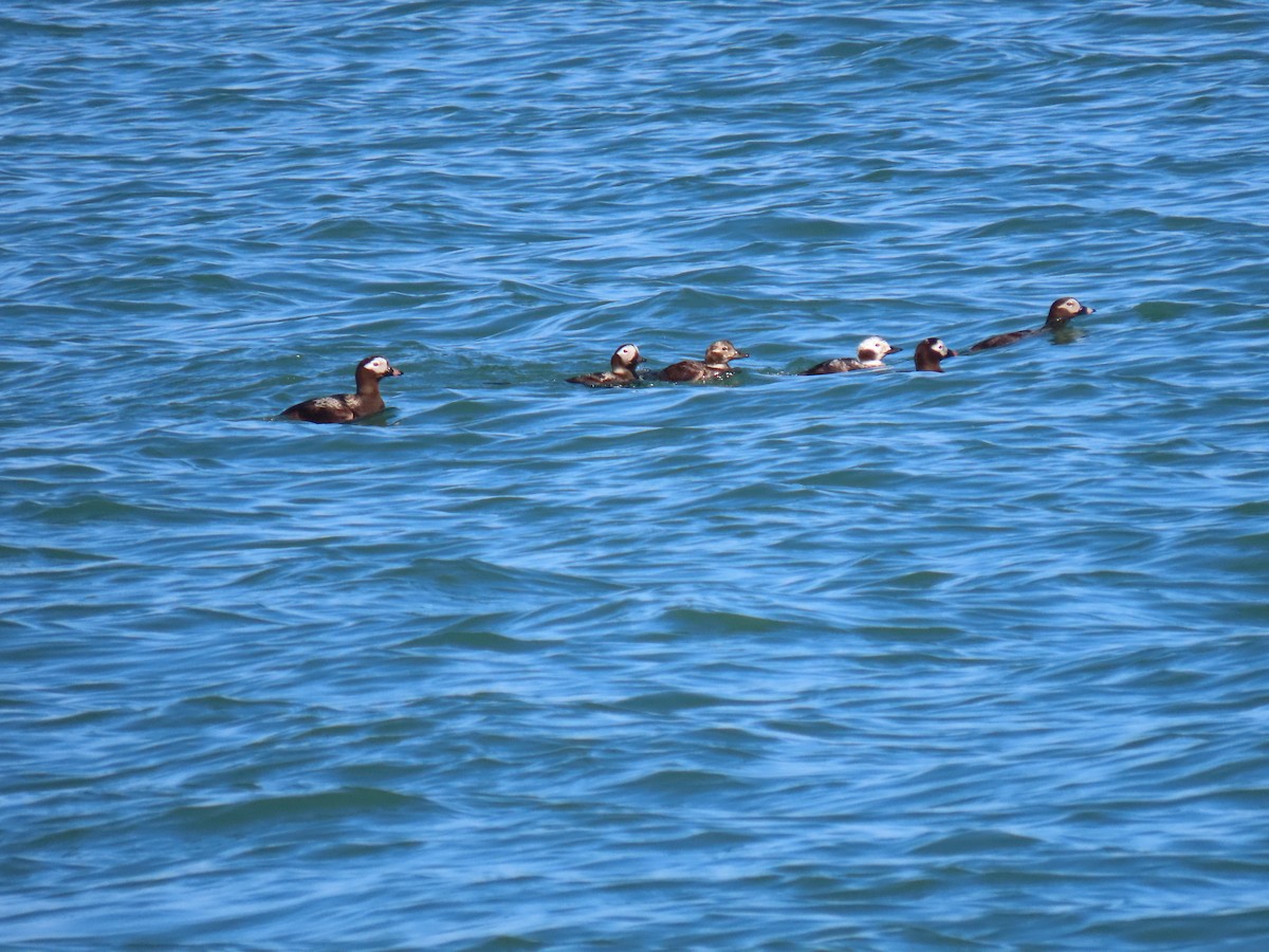 Long-tailed Duck - ML368882211