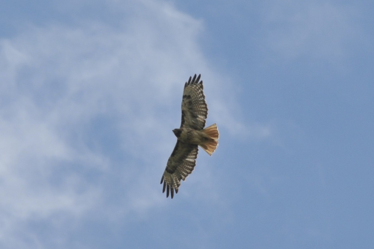 Red-tailed Hawk - ML36888261