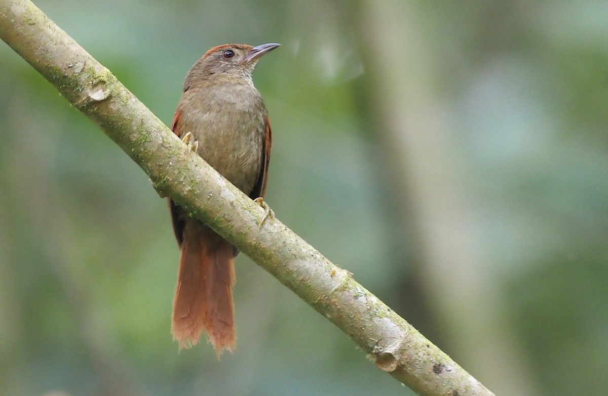 Ash-browed Spinetail - ML368884661