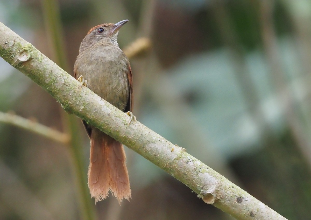 Ash-browed Spinetail - ML368885451