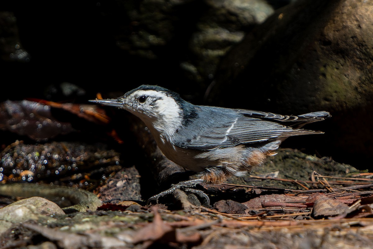 White-breasted Nuthatch - Andrew Newmark