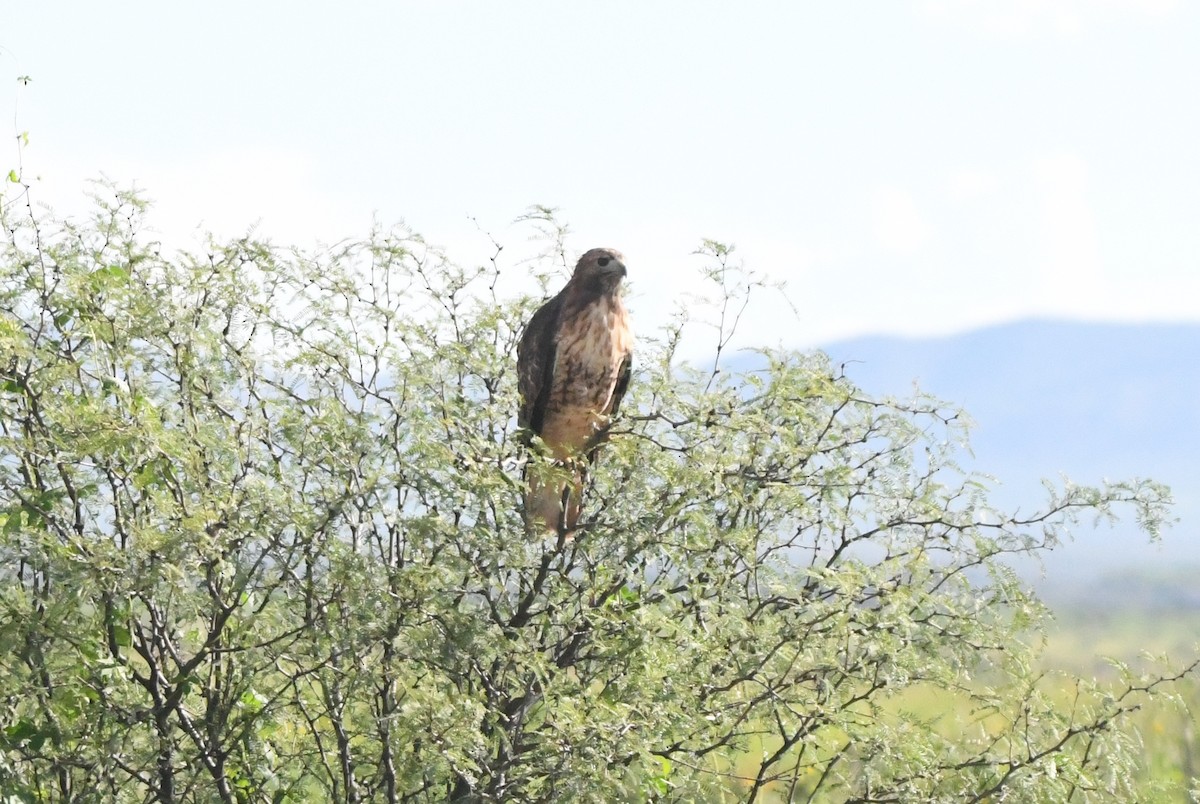Red-tailed Hawk - ML368889551