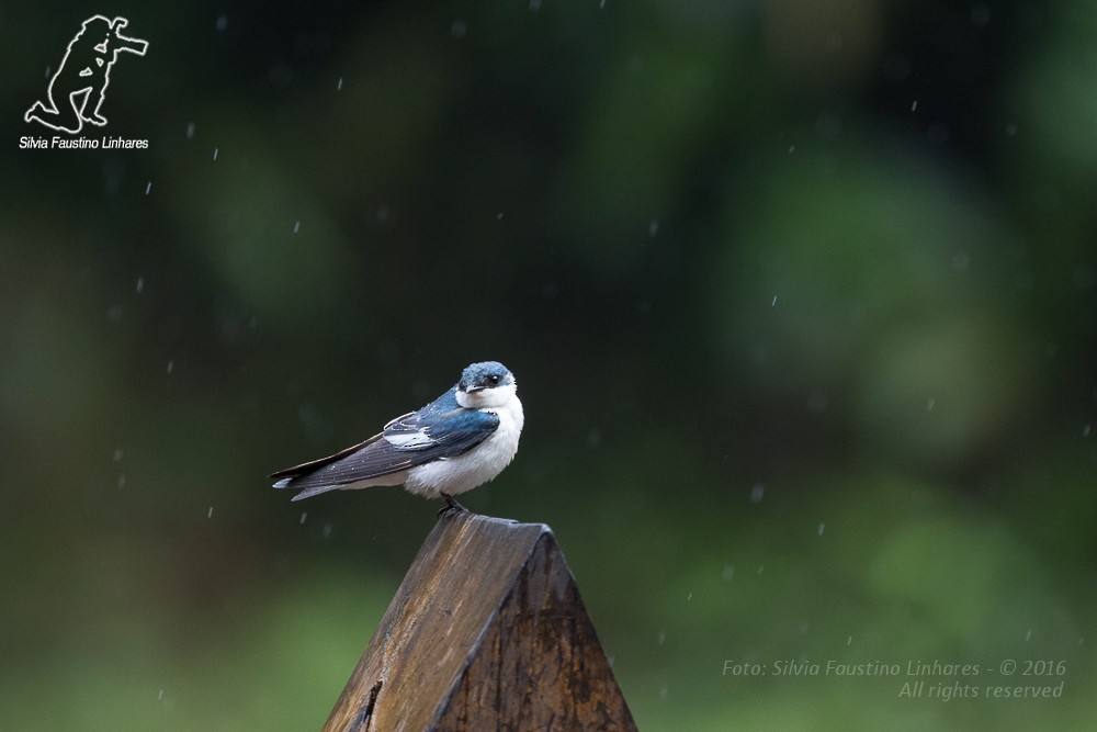 White-winged Swallow - ML36889241