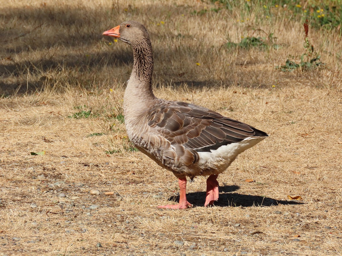 Domestic goose sp. (Domestic type) - ML368906161