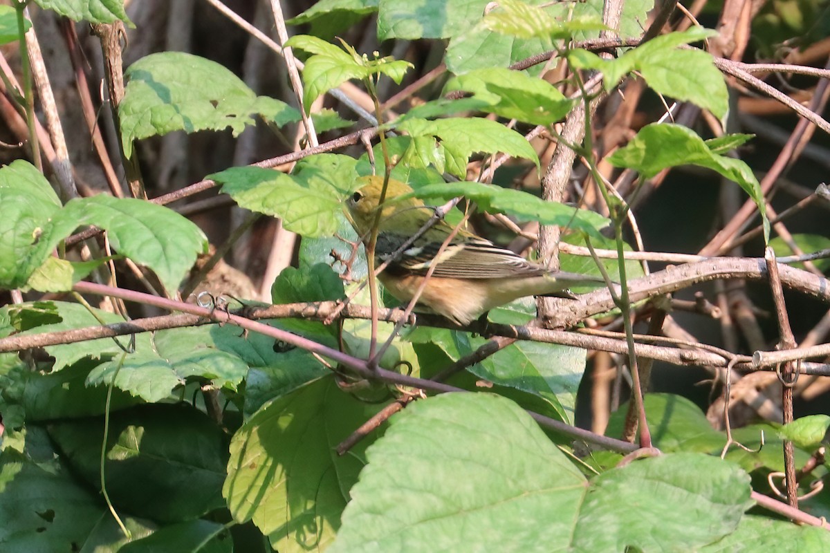 Bay-breasted Warbler - Suzanne O'Rourke