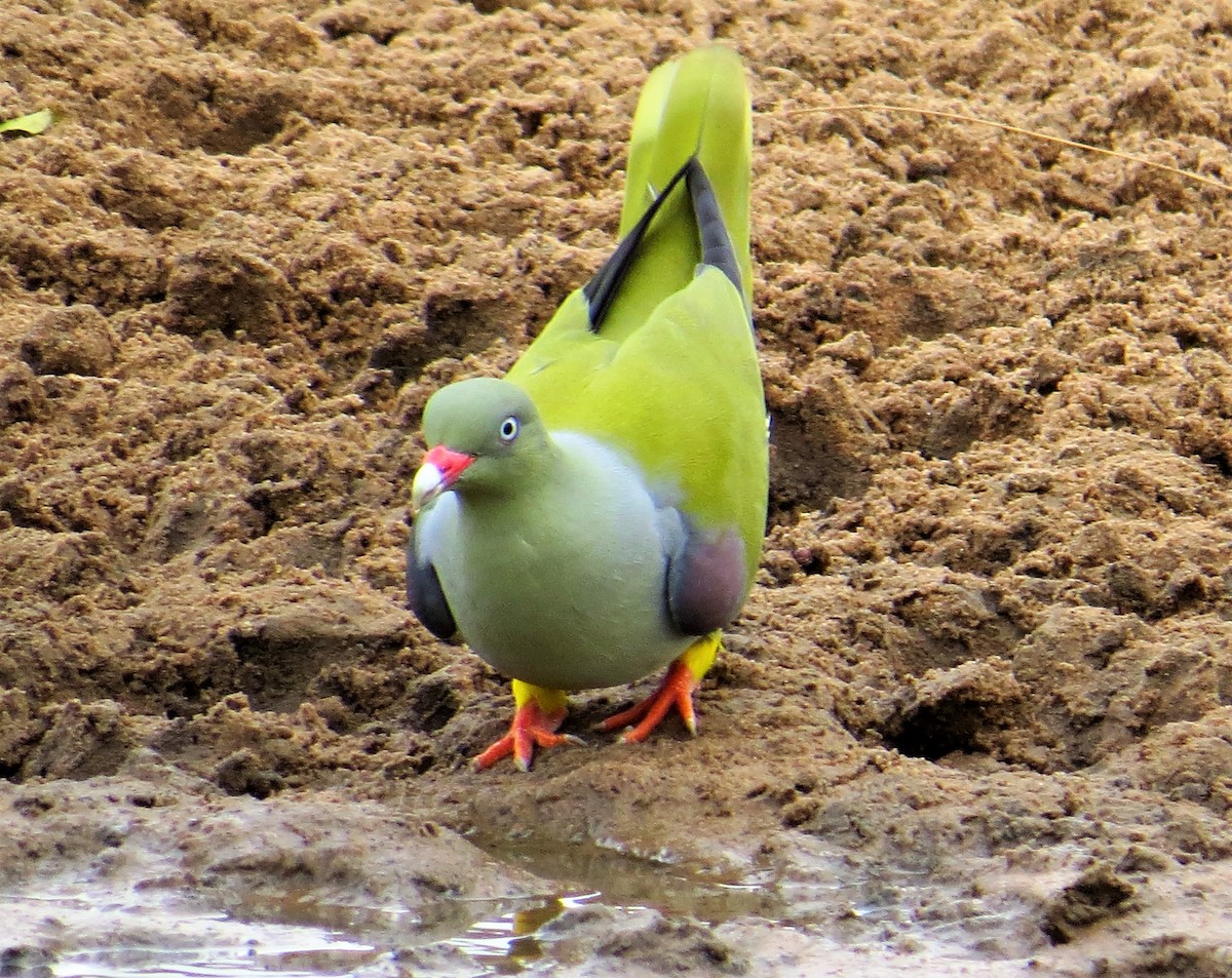 African Green-Pigeon - ML368907601