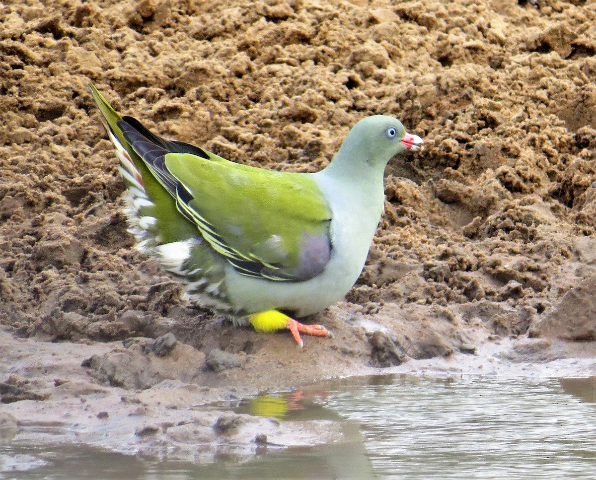 African Green-Pigeon - ML368907621