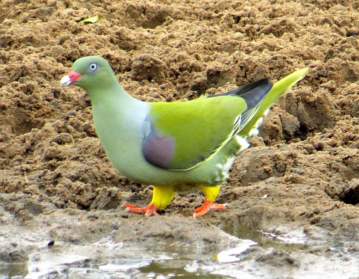 African Green-Pigeon - ML368907651