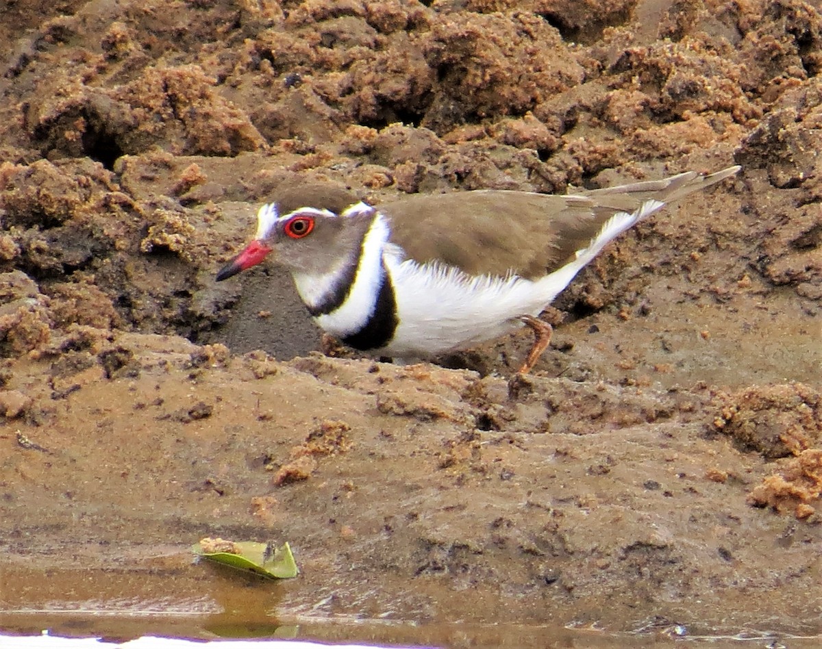 Three-banded Plover - ML368907861