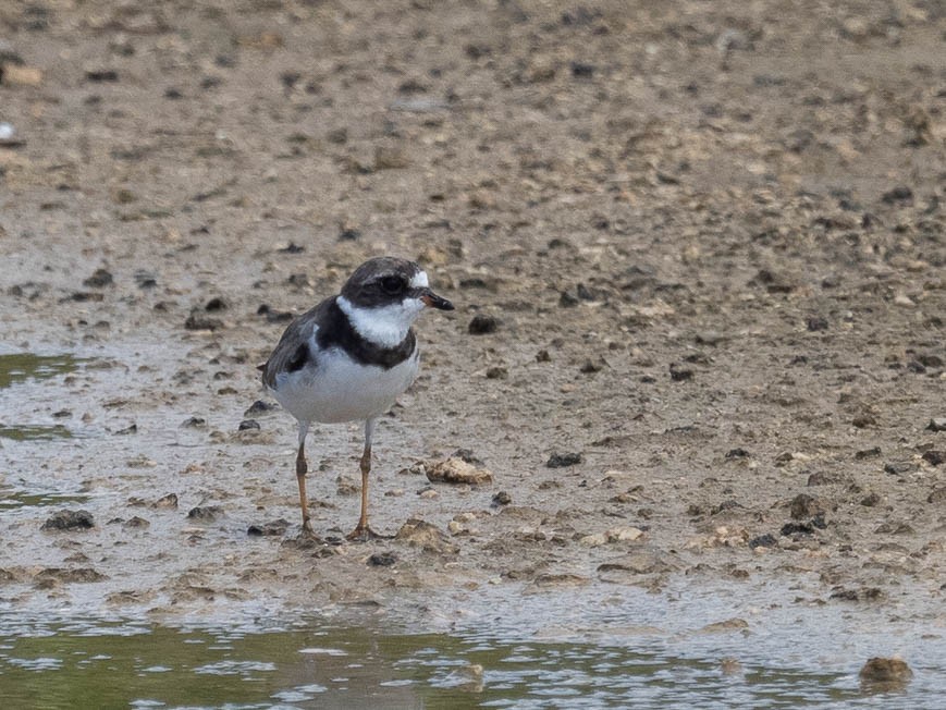 Semipalmated Plover - ML368927591