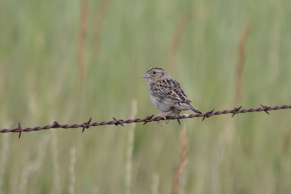 Grasshopper Sparrow - ML36893091