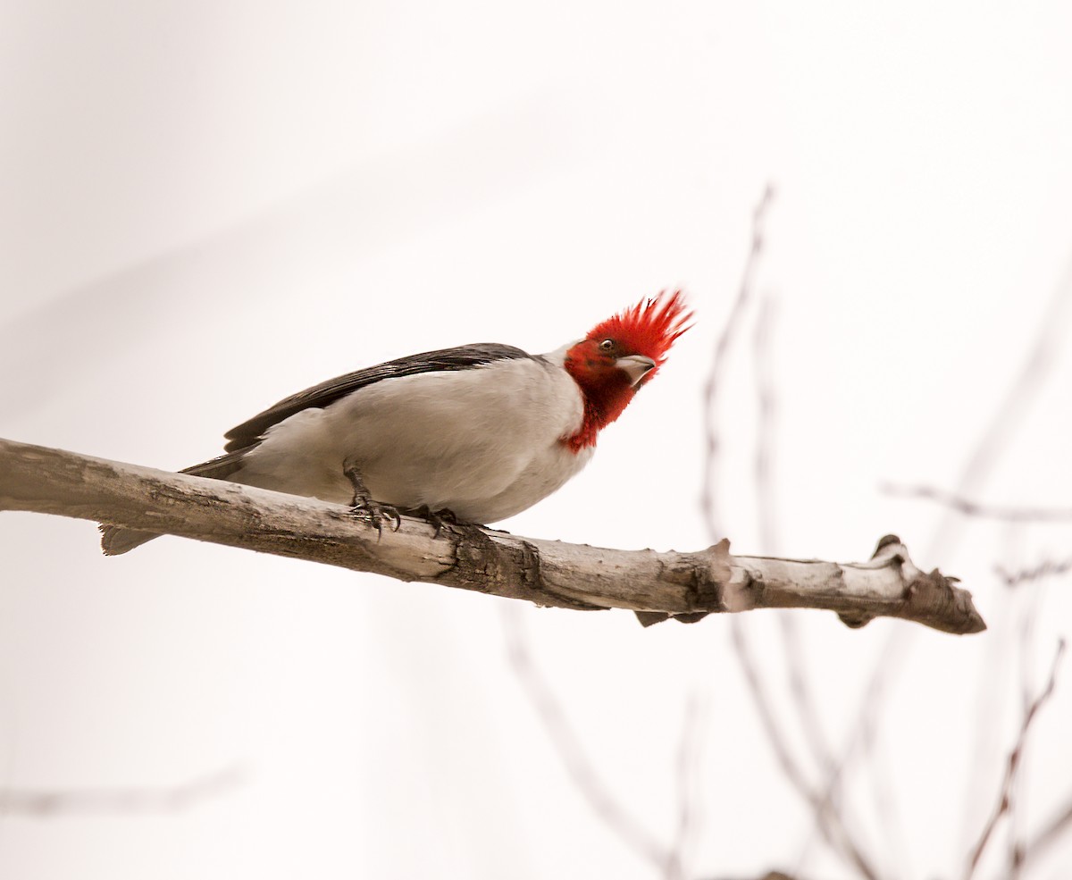 Red-crested Cardinal - ML368933031