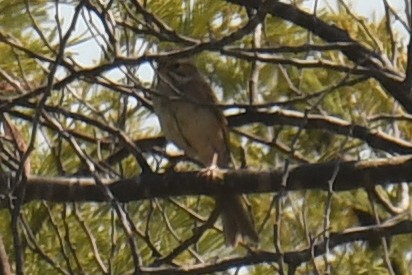 Clay-colored Sparrow - ML368934651