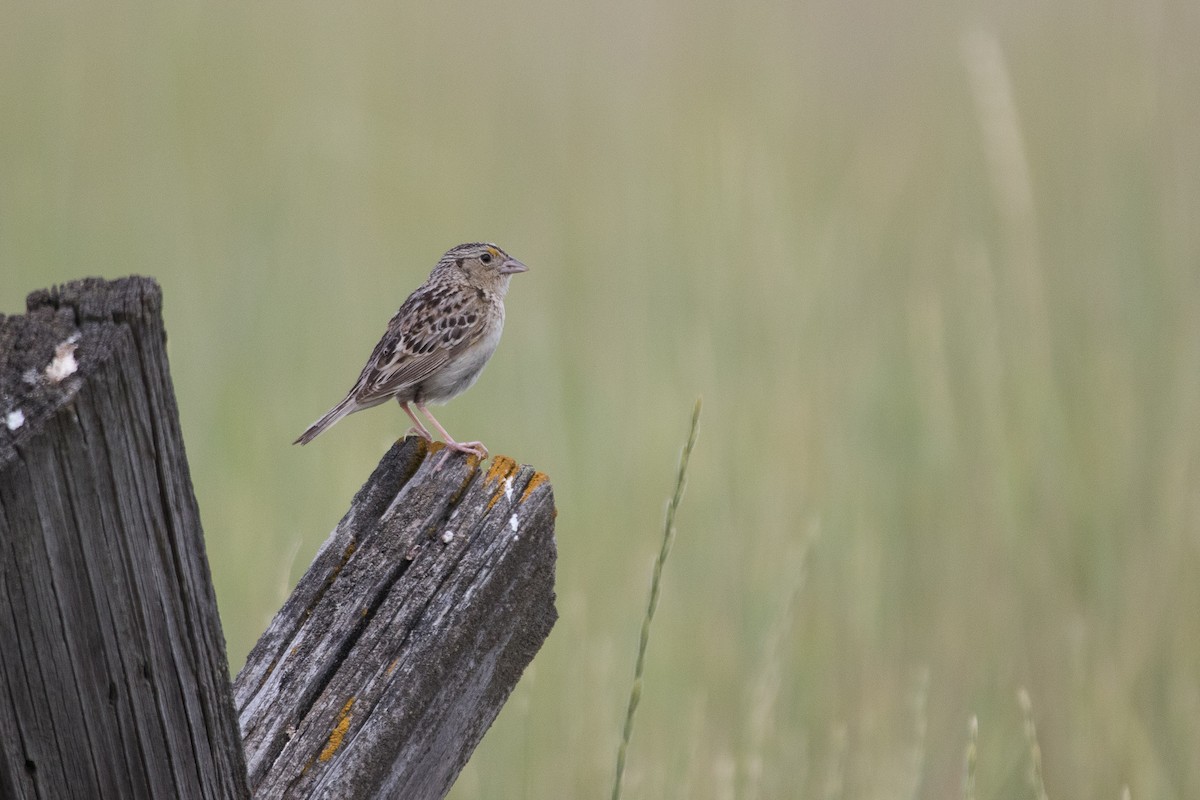 Grasshopper Sparrow - ML36893661