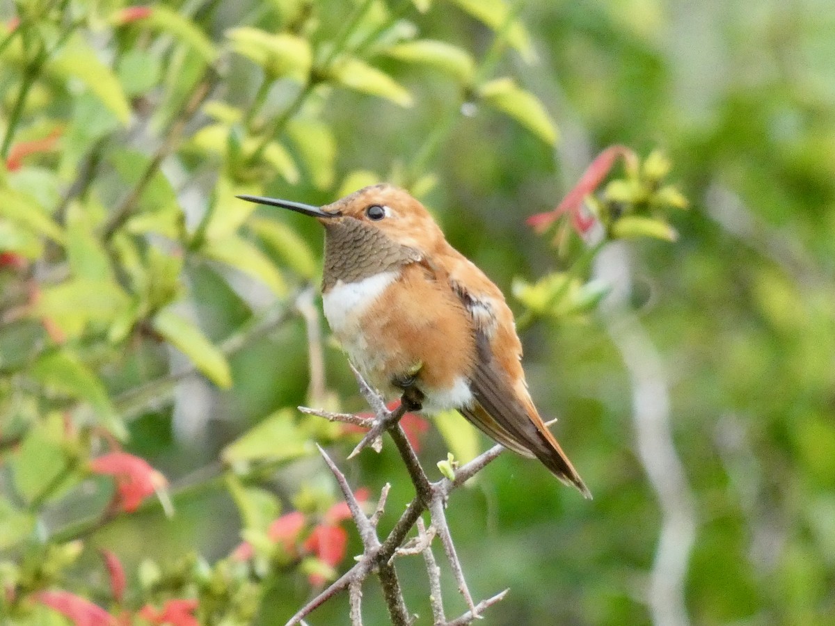 Rufous Hummingbird - Mary Jane Gagnier