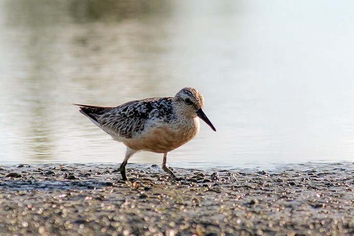 Red Knot - ML368939151