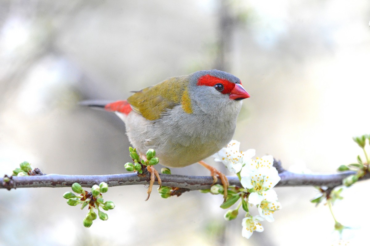 Red-browed Firetail - ML368939181