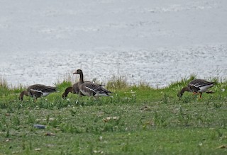 Greater White-fronted Goose, ML368942331