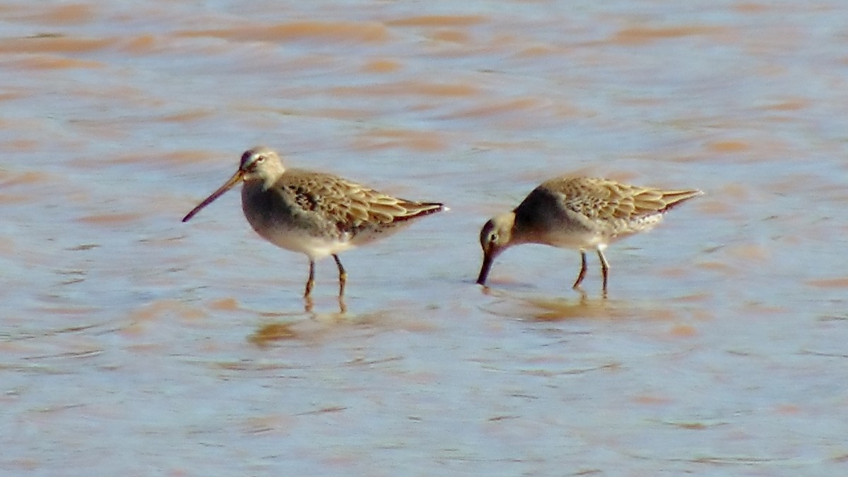 Long-billed Dowitcher - ML36894721
