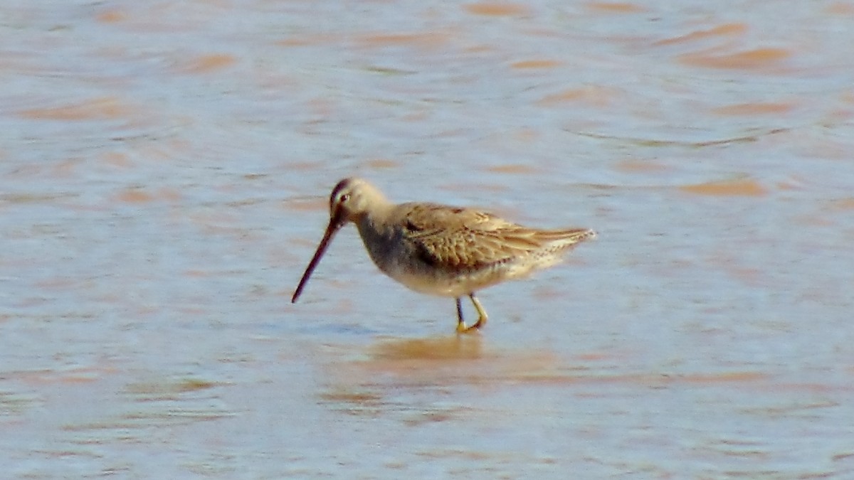 Long-billed Dowitcher - ML36894751