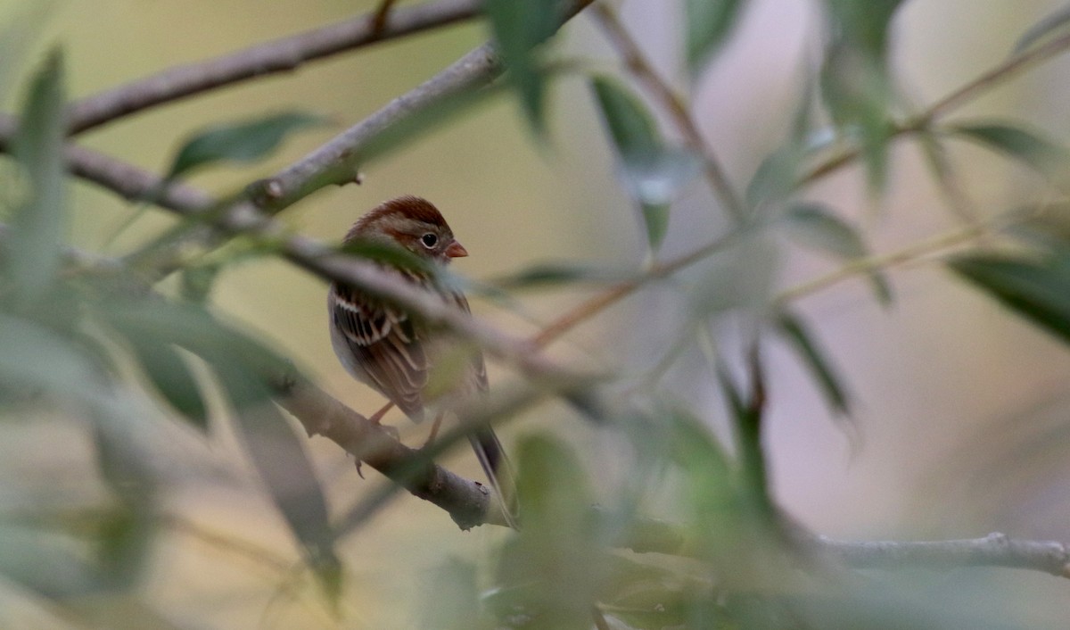Field Sparrow - ML36895241