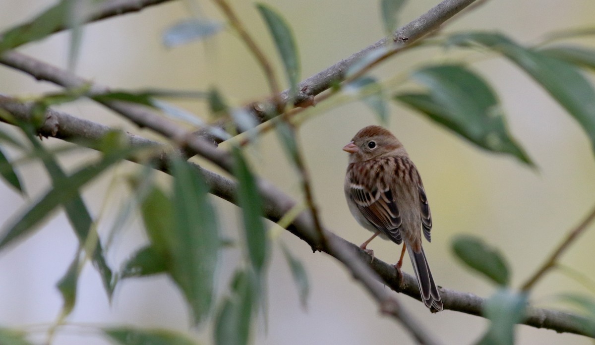 Field Sparrow - Jay McGowan