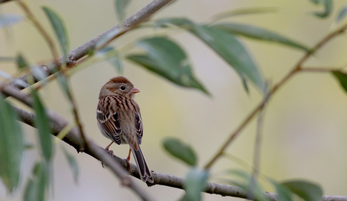 Field Sparrow - ML36895271