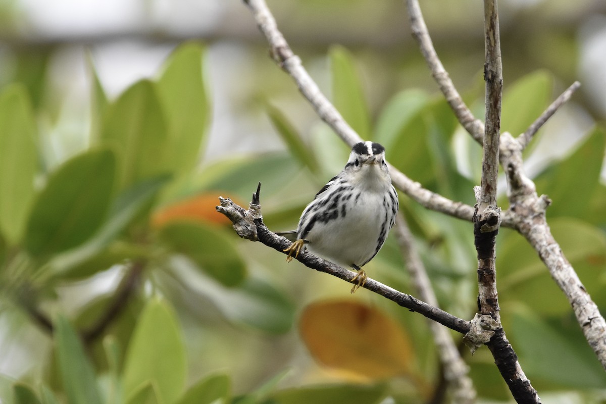 Black-and-white Warbler - ML368952921