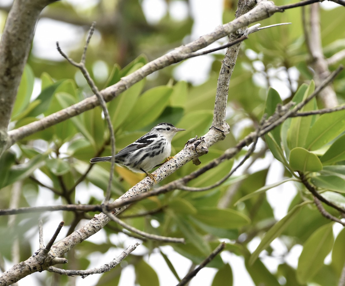 Black-and-white Warbler - ML368952931