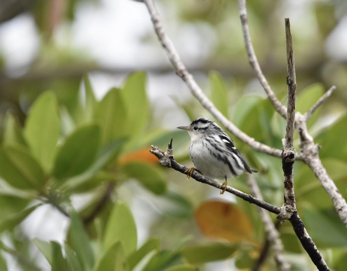 Black-and-white Warbler - ML368952951
