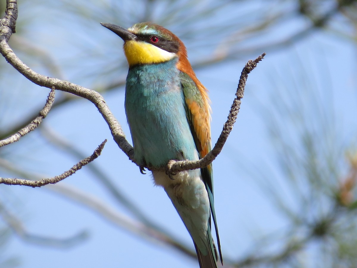 European Bee-eater - ML36895611