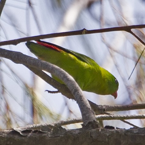 Yellow-throated Hanging-Parrot - ML36896551