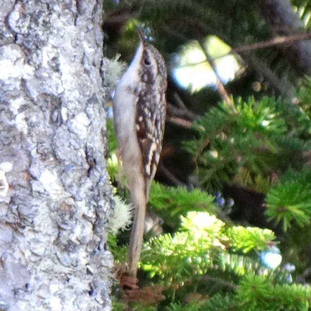 Brown Creeper - Larry Neily