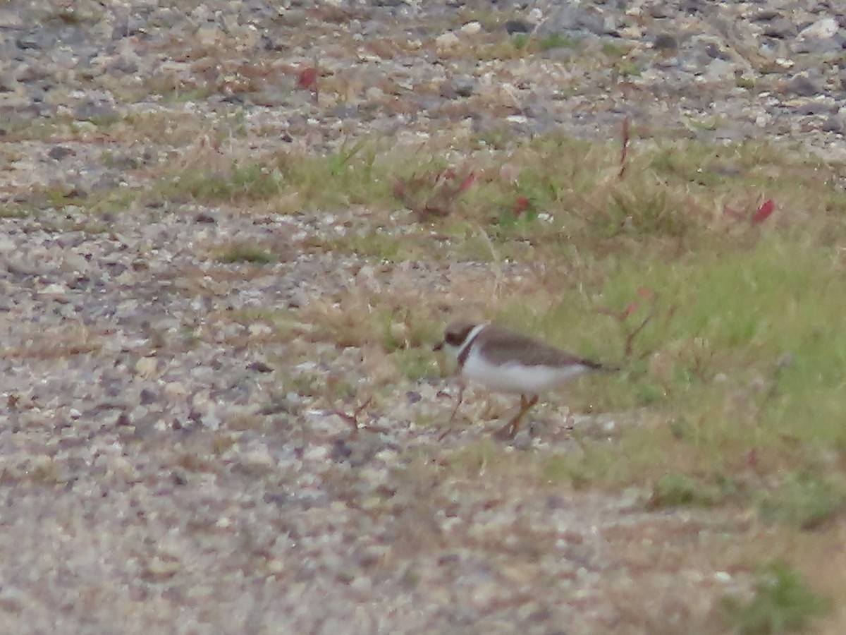 Semipalmated Plover - ML368969501