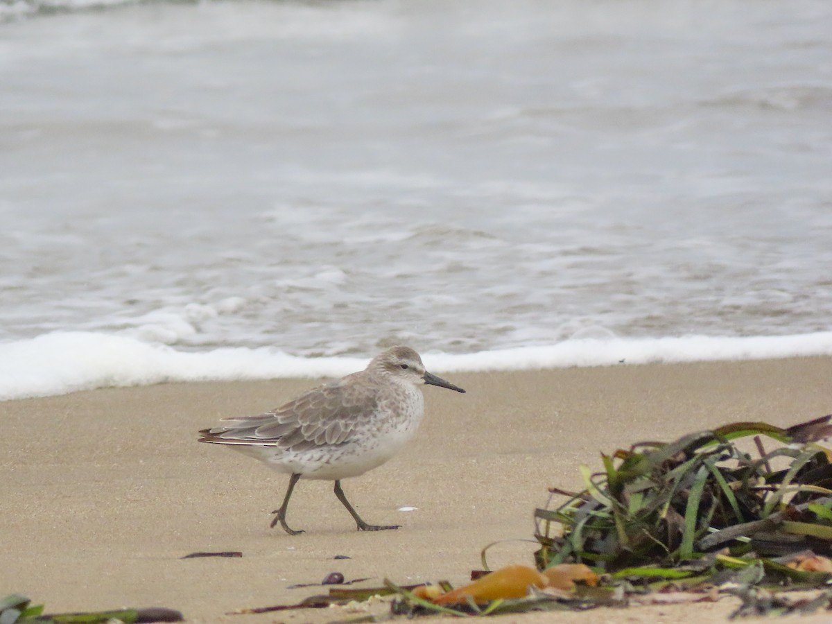 Red Knot - ML368970881