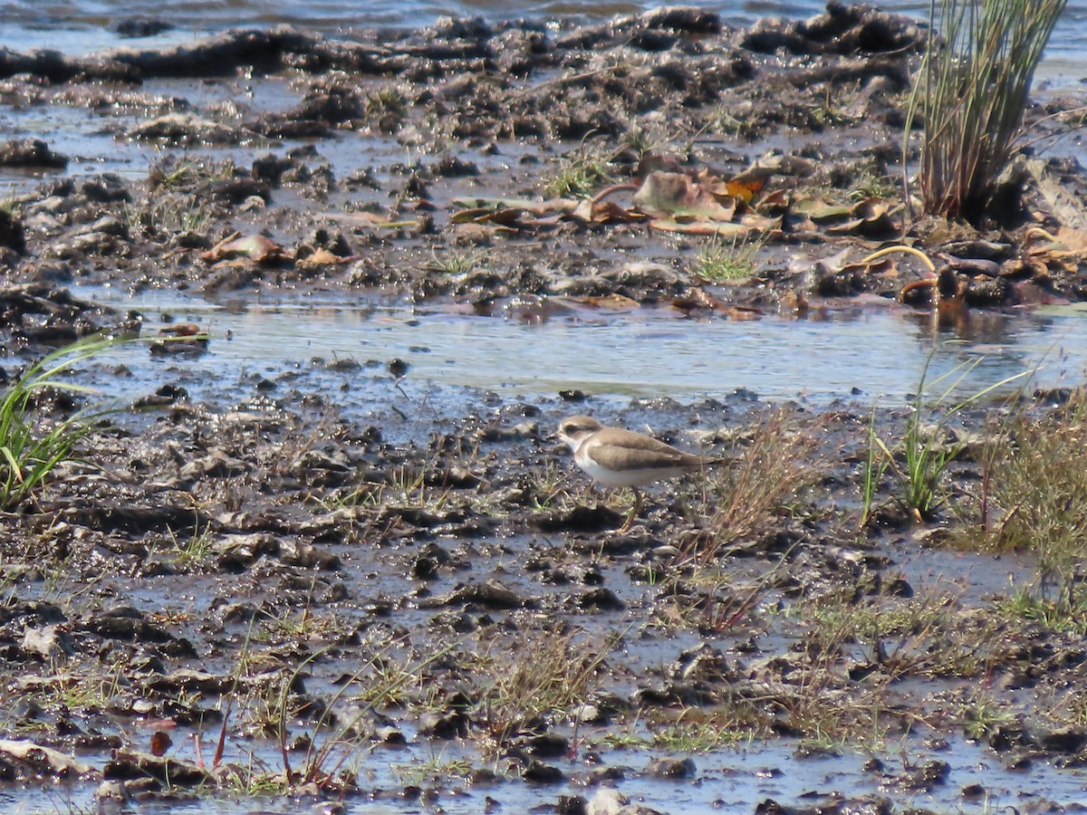 Semipalmated Plover - ML368980901